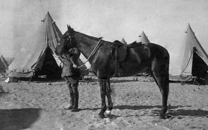 Sandy: the only horse to return from the war