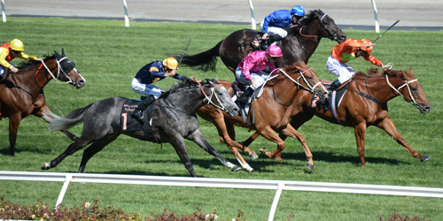 The grey flash Chautauqua with his signature finishing burst to win the 2016 Black Caviar Lightning. (Racing Photos)
