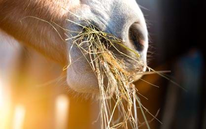 Horse health and nutrition