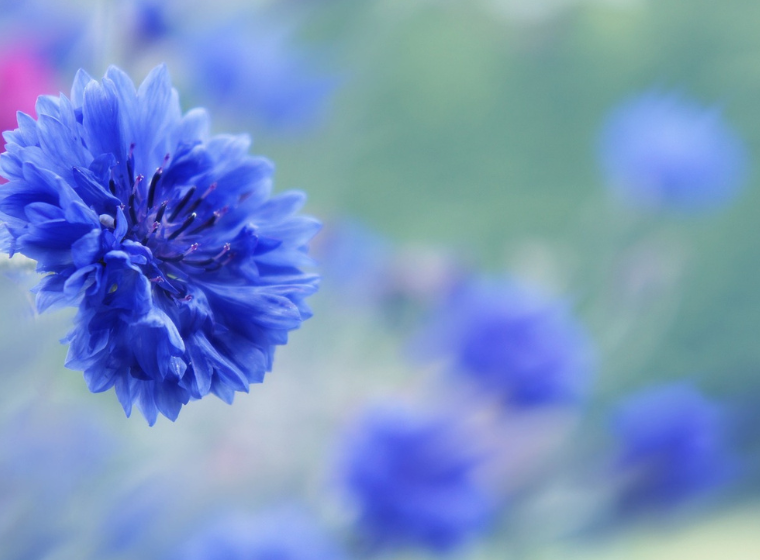 The power of the flower Latest News VRC