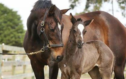 A remarkable role delivering foals