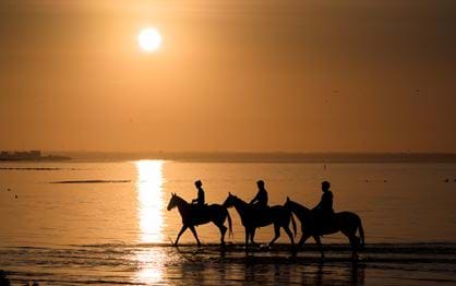 Equine Bliss: Beach Benefits for Horses