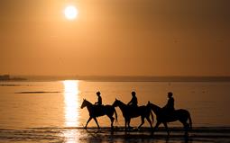 Equine Bliss: Beach Benefits for Horses