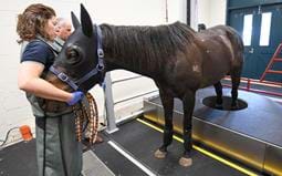 How the standing CT scanner is helping detect limb injuries in horses