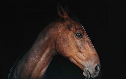 Insights into equine vision